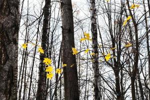 gelbe ahornblätter, die von der sonne im wald beleuchtet werden foto