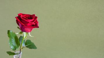 rote Rosenblume auf olivgrünem Panoramahintergrund foto