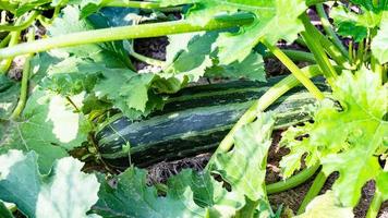 Blick auf reifes Zucchini zwischen den Blättern foto