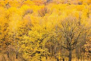 Eichen auf Lichtung im gelben Herbstwald