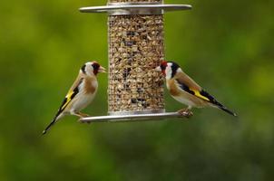 Sperlingsvögel, die Paar Stieglitz fressen