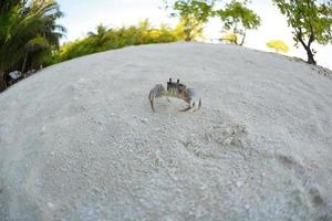 Krabbe an einem weißen Sandstrand foto