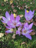 Natur, Wälder, Parks und Blumen. foto