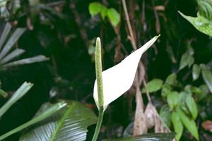 Spathiphyllum-Blume, einzelnes Blatt, das im tiefen Wald blüht. foto