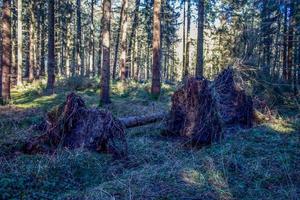 vom Sturm entwurzelte Bäume in einem Wald. foto