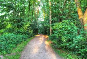 schöner Blick in einen dichten grünen Wald mit hellem Sonnenlicht, das tiefe Schatten wirft foto