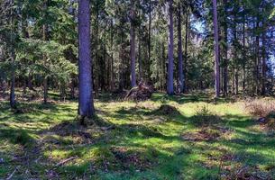 schöner Blick in einen dichten grünen Wald mit hellem Sonnenlicht, das tiefe Schatten wirft foto