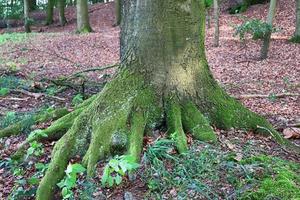 schöner Blick in einen dichten grünen Wald mit hellem Sonnenlicht, das tiefe Schatten wirft foto