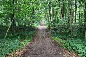 schöner Blick in einen dichten grünen Wald mit hellem Sonnenlicht, das tiefe Schatten wirft foto