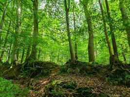 schöner Blick in einen dichten grünen Wald mit hellem Sonnenlicht, das tiefe Schatten wirft foto