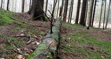 schöner Blick in einen dichten grünen Wald mit hellem Sonnenlicht, das tiefe Schatten wirft foto