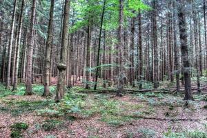 schöner Blick in einen dichten grünen Wald mit hellem Sonnenlicht, das tiefe Schatten wirft foto