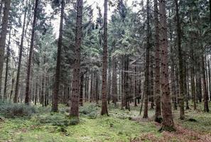 schöner Blick in einen dichten grünen Wald mit hellem Sonnenlicht, das tiefe Schatten wirft foto