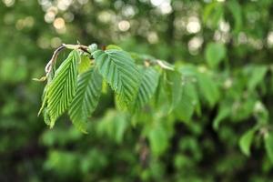 frische Blätter an einem Ast im Frühling mit einem weichen Bokeh-Hintergrund. foto