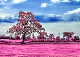 schöne rosa infrarotaufnahmen einer nordeuropäischen landschaft mit tiefblauem himmel foto