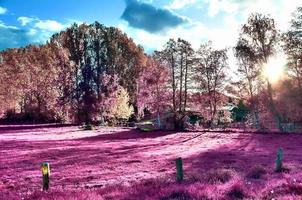 schöne rosa infrarotaufnahmen einer nordeuropäischen landschaft mit tiefblauem himmel foto