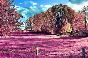 schöne rosa infrarotaufnahmen einer nordeuropäischen landschaft mit tiefblauem himmel foto