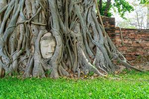 Buddha-Kopf-Statue mit gefangen in Bodhi-Baum-Wurzeln im Wat Mahathat foto