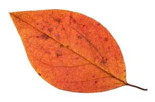 gefallenes rotes Blatt des Herbstes des Apfelbaums lokalisiert foto