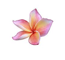 Plumeria- oder Frangipani-Blume. Nahaufnahme einzelne rosa-gelbe Plumeria-Blume isoliert auf weißem Hintergrund. Draufsicht auf die Frangipani-Blüte. foto