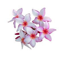 Plumeria- oder Frangipani- oder Tempelbaumblumen. Nahaufnahme rosa-weißer Plumeria-Blumenstrauß isoliert auf weißem Hintergrund. Draufsicht rosa-violetter Blumenstrauß. foto