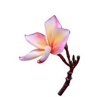 Plumeria- oder Frangipani-Blume. Nahaufnahme einzelner rosa-gelber Plumeria-Blumenzweig isoliert auf weißem Hintergrund. die Seite des Frangipani-Blumenstraußes.. foto