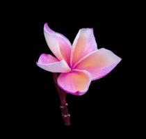 Plumeria- oder Frangipani-Blume. Nahaufnahme rosa-violetter Frangipani-Blütenstrauß isoliert auf schwarzem Hintergrund. die Seite des exotischen Blumenzweigs. foto