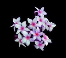 Plumeria- oder Frangipani- oder Tempelbaumblumen. Nahaufnahme rosa-weißer Plumeria-Blumenstrauß isoliert auf schwarzem Hintergrund. Draufsicht rosa-violetter Blumenstrauß. foto