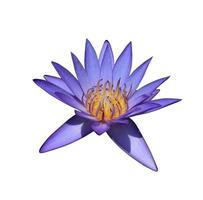 Nymphaea oder Seerose oder Lotusblumen. Nahaufnahme blau-lila Lotusblume isoliert auf weißem Hintergrund. die Seite der Seerose. foto