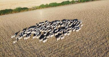 große Gruppe britischer Lämmer und Schafe auf Farmen, Drohnen-Hochwinkelansicht in Bedfordshire, England foto