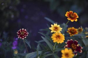 kleine Blüten von Zinnia schmalblättrig auf einem Busch im Garten. gelbe Blüten von Cynia im Sommer. foto