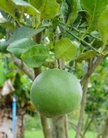 Pomelo-Frucht auf seinem Baum foto