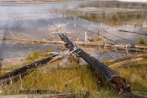 tote Bäume in der großen prismatischen Quelle in Yellowstone foto