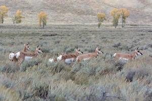 Gabelbock, Antilocapra Americana, im Yellowstone-Nationalpark foto