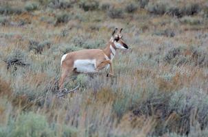 Gabelbock, Antilocapra Americana, im Yellowstone-Nationalpark foto