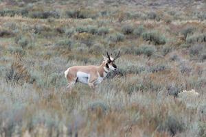 Gabelbock, Antilocapra Americana, im Yellowstone-Nationalpark foto