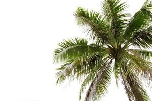 Kokosnussbaum isoliert auf weißem Hintergrund foto