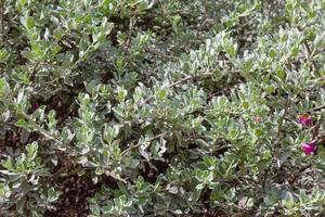 grünes Blattmuster, Herbstpflanzenblatthintergrund, Leucopyllum frutescens foto