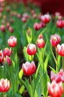 farbige Tulpe auf Naturhintergrund foto