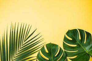 tropischer blatthintergrund, palmblätter, monsterablätter lokalisiert auf hellgelbem hintergrund, draufsicht, flache lage, obenliegendes sommerdesignkonzept. foto