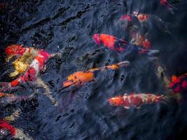 schöne koi-fische im teich foto