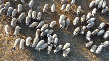 große Gruppe britischer Lämmer und Schafe auf Farmen, Drohnen-Hochwinkelansicht in Bedfordshire, England foto