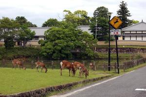 Rehe grasen neben einer Straße in Nara, Japan foto