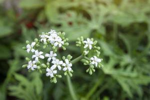 cnidoscolus aconitifolius oder chaya-pflanzen blühen und knospen auf unscharfem baumhintergrund. foto