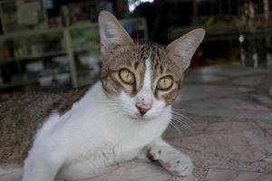 Katze sitzt auf Marmortisch auf unscharfem Hintergrund. foto