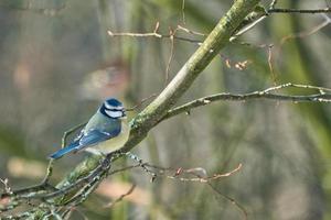 Blaumeise im Winter auf einem Baum foto