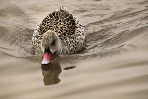 ein Blick auf eine Cape Teal Duck auf dem Wasser foto