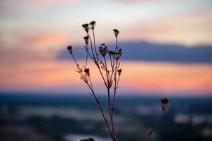 eine schöne Wiese mit Wildblumen und Pflanzen auf dem Hintergrund eines hellen Sonnenunterganghimmels. Bokeh. Silhouetten von wildem Gras und Blumen. Naturhintergrund im Sommer. foto