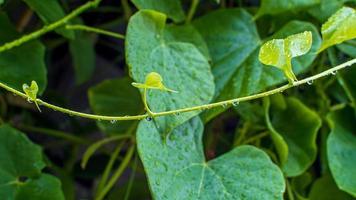 tinospora cordifolia, lokaler Name Guduchi und Giloy, ist eine krautige Liane aus der Familie der Menispermaceae, die in den tropischen Gebieten Indiens beheimatet ist und als Ayurveda-Medizin verwendet wird foto