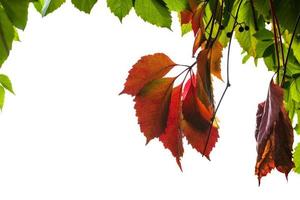 Rahmen aus natürlichen Herbstblättern isoliert foto